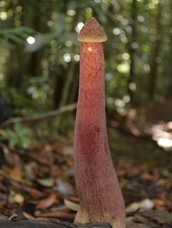 What is this Fungi? Quite big sized, around 20 cm in height, reddish in colour. Fungi,Geotagged,Lambir Hills,Malaysia,Phallus,Phallus sp,Sarawak,Winter