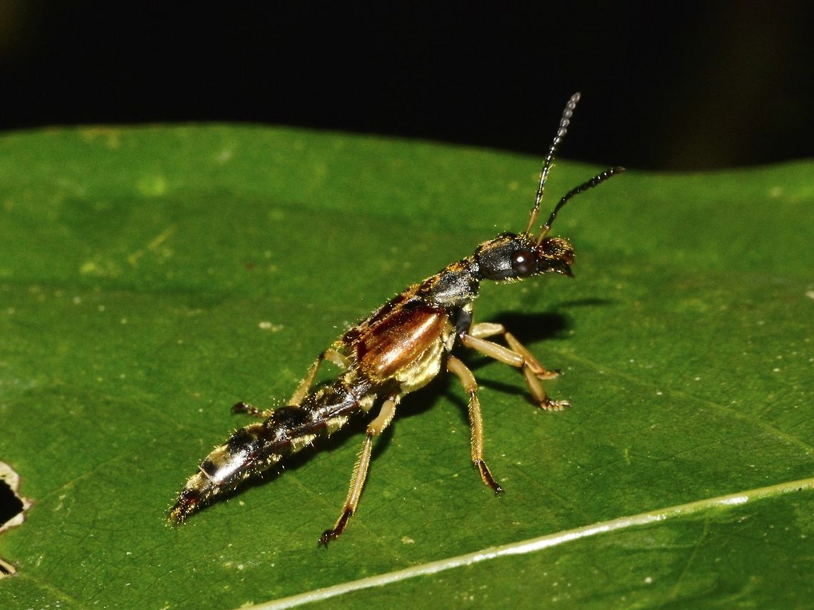 Rove Beetle - Staphylinidae Rove Beetle, size around 2 cm, all black in colour with goldish specks.  It seems to have small wings but capable of short flight as it flew away after I took several pics.<br />
<br />
 Beetle,Geotagged,Lambir Hills,Malaysia,Rove Beetle,Sarawak,Staphylinidae,Winter