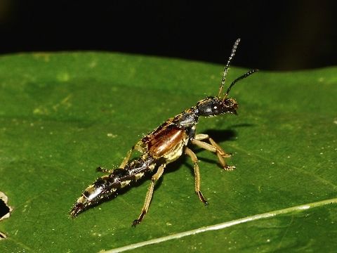 Rove Beetle - Staphylinidae Rove Beetle, size around 2 cm, all black in colour with goldish specks.  It seems to have small wings but capable of short flight as it flew away after I took several pics.

 Beetle,Geotagged,Lambir Hills,Malaysia,Rove Beetle,Sarawak,Staphylinidae,Winter