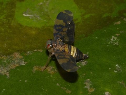 Leafhopper - Thagria sp Leafhopper - Thagria (Thagriini, Coelidiinae, Cicadellidae) Bug,Geotagged,Lambir Hills,Leafhopper,Malaysia,Sarawak,Thagria sp.,Winter