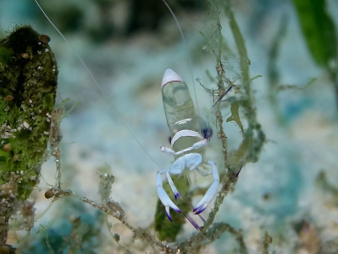 Commensal Shrimp - Ancylomenes magnificus  Ancylomenes magnificus,Cebu,Cleaner Shrimp,Commensal Shrimp,Geotagged,Malapascua,Philippines,Shrimp,Spring