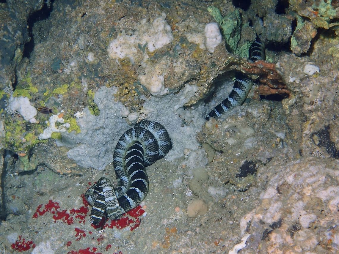 Entwined in love Saw this pair of Beaked Sea Snake - Enhydrina schistosa entwined together in a small cave. Beaked sea snake,Cebu,Geotagged,Hydrophis schistosus,Malapascua,Philippines,Sea Snake,Snake,Spring