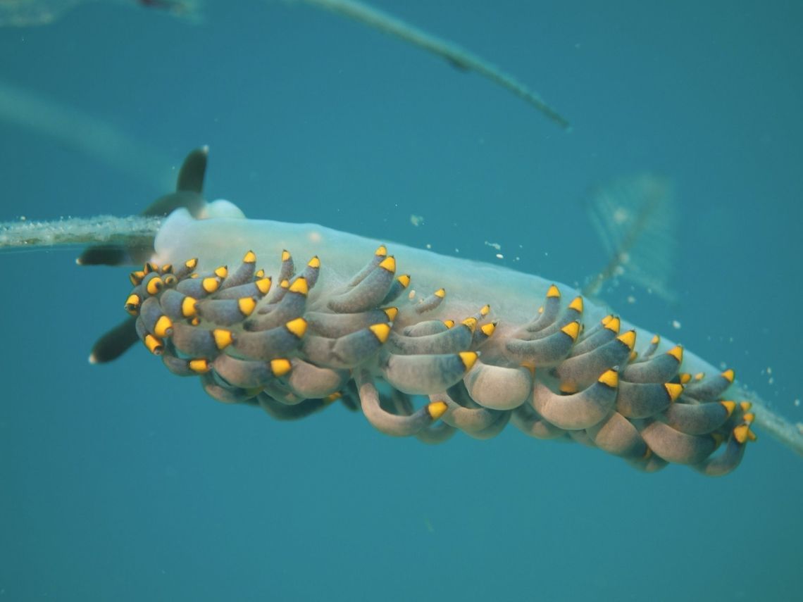 Aeolid Nudibranch - Tenellia sp This Aeolid Nudibranch has been mis-identified many times as Cuthona yamasui, with the genus also wrongly placed, and now updated to the genus Tenellia. Tenellia was a small genus until a DNA phylogeny of the former family Tergipedidae resulted in most species of Cuthona being transferred to this genus.<br />
 Geotagged,Malapascua,Nudibrach,Philippines,Spring,Tenellia,Tenellia sp,cebu