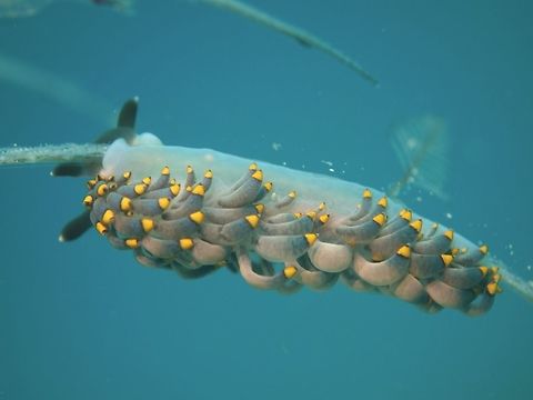 Aeolid Nudibranch - Tenellia sp This Aeolid Nudibranch has been mis-identified many times as Cuthona yamasui, with the genus also wrongly placed, and now updated to the genus Tenellia. Tenellia was a small genus until a DNA phylogeny of the former family Tergipedidae resulted in most species of Cuthona being transferred to this genus.
 Geotagged,Malapascua,Nudibrach,Philippines,Spring,Tenellia,Tenellia sp,cebu
