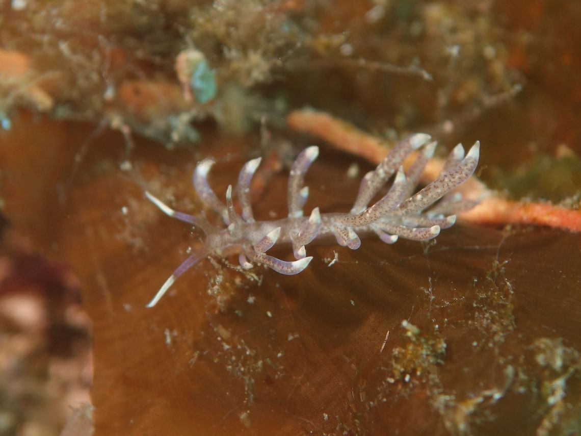Phyllodesmium Nudibranch - Phyllodesmium macphersonae  Cebu,Geotagged,Malapascua,Nudibranch,Philippines,Phyllodesmium macphersonae,Spring
