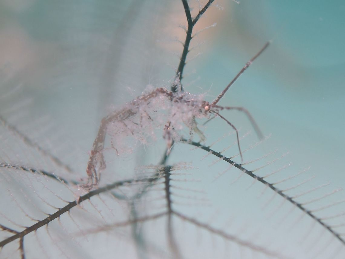 Skeleton Shrimp with fluffy babies - Caprella sp This Skeleton Shrimp, as its name imply, is small in size, usually 1 cm or smaller and very thin like a needle.<br />
In the picture, the whitish stuff is the babies, hanging on the mother.<br />
It is hardly possible to ID them, so mostly refers to them as Caprella sp. Geotagged,Malapascua,Philippines,Shrimp,Skeleton Shrimp,Spring,cebu