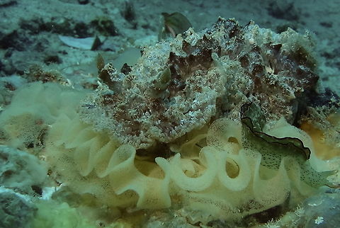 Nudibranch - Atagema spongiosa This Atagema spongiosa Nudibranch is large size, around 10 cm and it is laying ribbon of eggs.
On the right, there is another Sea Slug, Elysia marginata. Atagema spongiosa,Geotagged,Malapascua,Nudibranch,Philippines,Spring,cebu