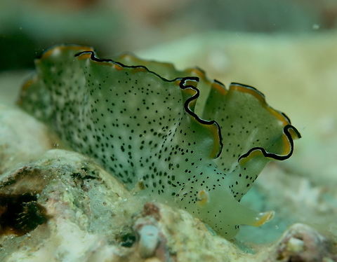 Sea Slug - Elysia marginata                                 Cebu,Elysia marginata,Geotagged,Malapascua,Philippines,Sea Slug,Spring