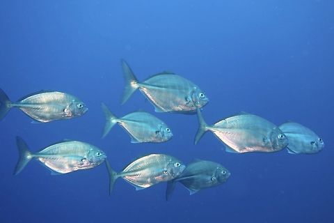White Tongue Jack - Uraspis helvola The White Tongee Jack - Uraspis helvola is silver in colour, football-shaped with low inconspicuous dorsal fin.
Usually found in group/school. Geotagged,Jacks,Malapascua,Philippines,Spring,Uraspis helvola,White Tongue Jack,cebu