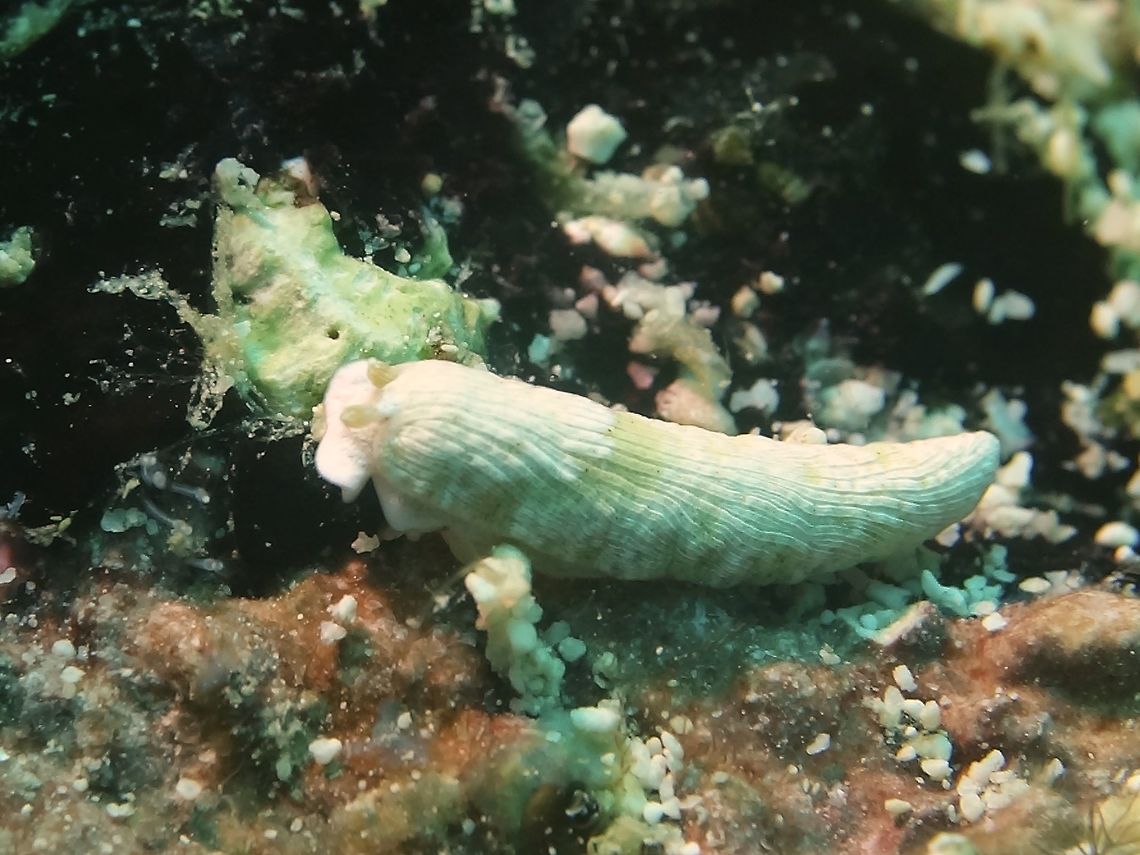 Sea Slug - Dermatobranchus albus  Cebu,Dermatobranchus albus,Geotagged,Malapascua,Philippines,Sea Slug,Spring