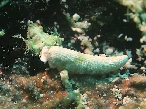 Dermatobranchus albus