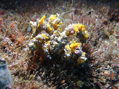 Spider decorator crab