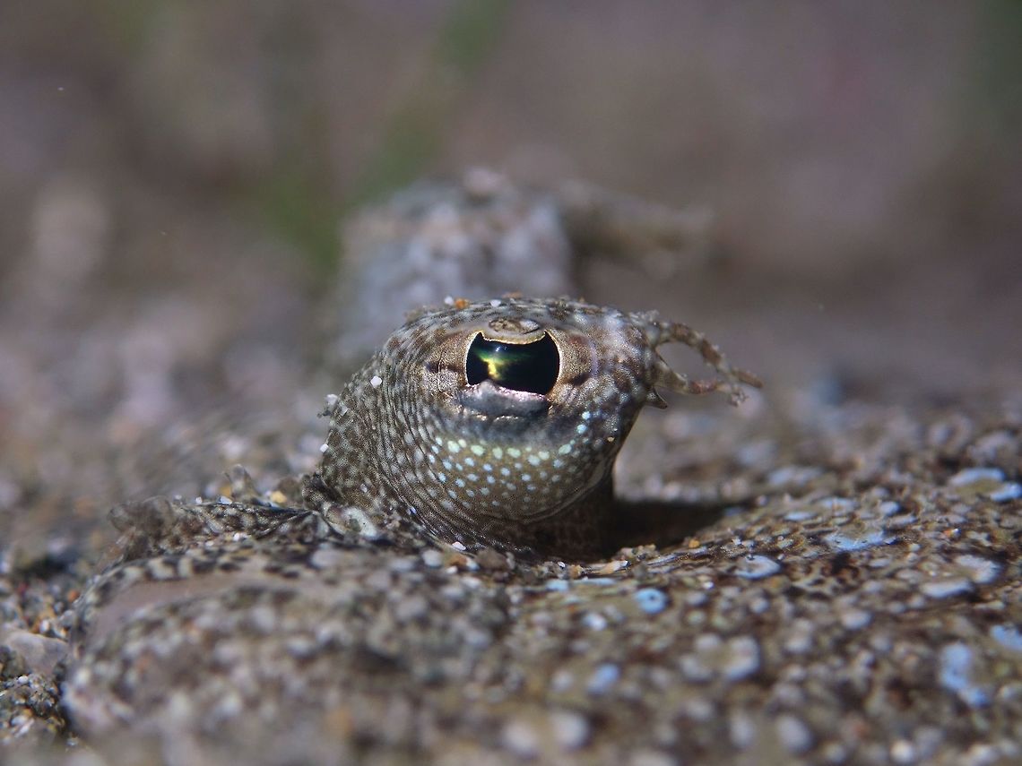 The Eye Close-up of the eye or Cockatoo Flounder - Samaris cristatus. Anilao,Batangas,Cockatoo Flounder,Fish,Flounder,Geotagged,Philippines,Samaris cristatus,Spring