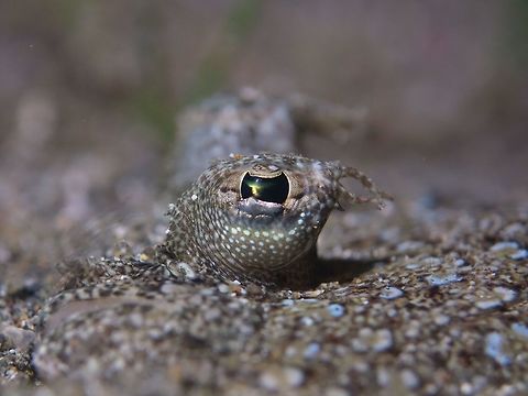 The Eye Close-up of the eye or Cockatoo Flounder - Samaris cristatus. Anilao,Batangas,Cockatoo Flounder,Fish,Flounder,Geotagged,Philippines,Samaris cristatus,Spring
