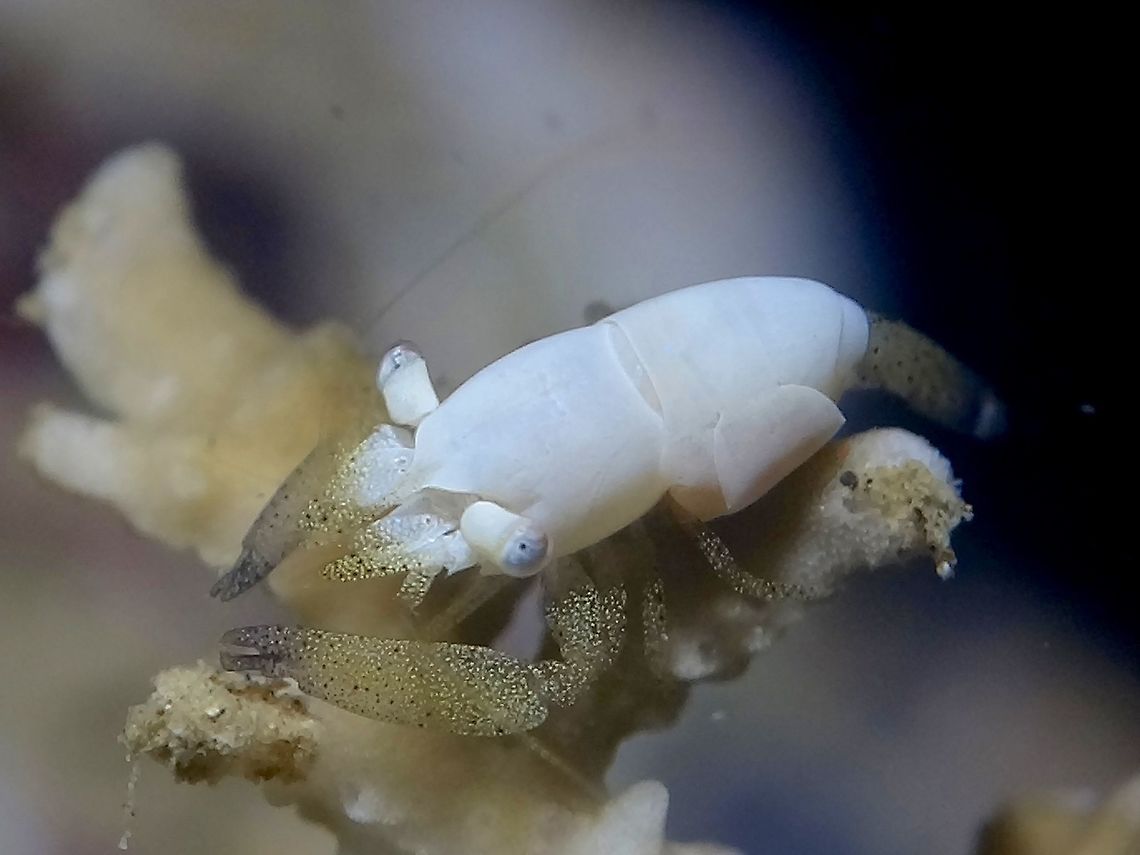 Superb Coral Shrimp - Coralliocaris superba This Coralliocaris superba Shrimp are small in size, less than 1 cm and can only be found in the hard corals.<br />
They have all white body whit spots on legs and claws.<br />
<br />
This was a rare find. Anilao,Batangas,Coral Shrimp,Coralliocaris superba,Fall,Geotagged,Philippines,Shrimp,Superb Coral Shrimp