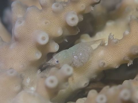 Fingerprint Shrimp - Coralliocaris sandyi The Coralliocaris sandyi is known as the Fingerprint Shrimp for the lined markings on its body that makes it looks like fingerprints.

This one is a female, carrying eggs and they embryos are quite well developed as the tiny spots of black are the eyes.

They are only found on hard corals, small in size, less than 1 cm and is a rare find. Anilao,Batangas,Coralliocaris sandyi,Fingerprint Shrimp,Geotagged,Philippines,Shrimp,Summer