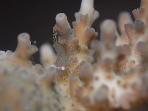 Can you find my Fingerprint? This is likely the male of Coralliocaris sandyi Fingerprint Shrimp.  The female was seen on the same dive on the same patch of hard corals :

https://www.jungledragon.com/image/51210/fingerprint_shrimp_-_coralliocaris_sandyi.html Anilao,Batangas,Coralliocaris sandyi,Fingerprint Shrimp,Geotagged,Philippines,Shrimp,Summer