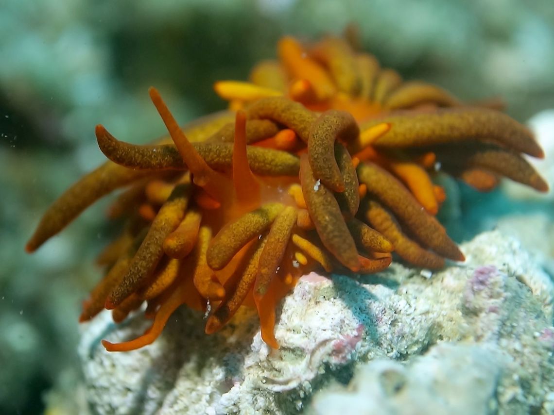 Nudibranch Tenellia melanobrachia This Nudibranch was previously placed under the genus of Phestilla but is not updated to Tenellia melanobrachia. Anilao,Batangas,Geotagged,Nudibranch,Philippines,Summer,Tenellia melanobrachia