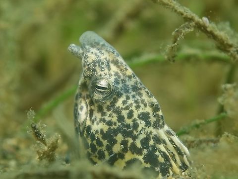Marbled Snake Eel - Callechelys marmorata The Marbled Snake Eel - Callechelys marmorata is yellow in colour with numerous black spots and blotches; overhanging snout with prominent tubular nostrils; no pectoral fins. Anilao,Batangas,Callechelys marmorata,Geotagged,Marbled Snake Eel,Philippines,Snake Eel.Eel,Summer