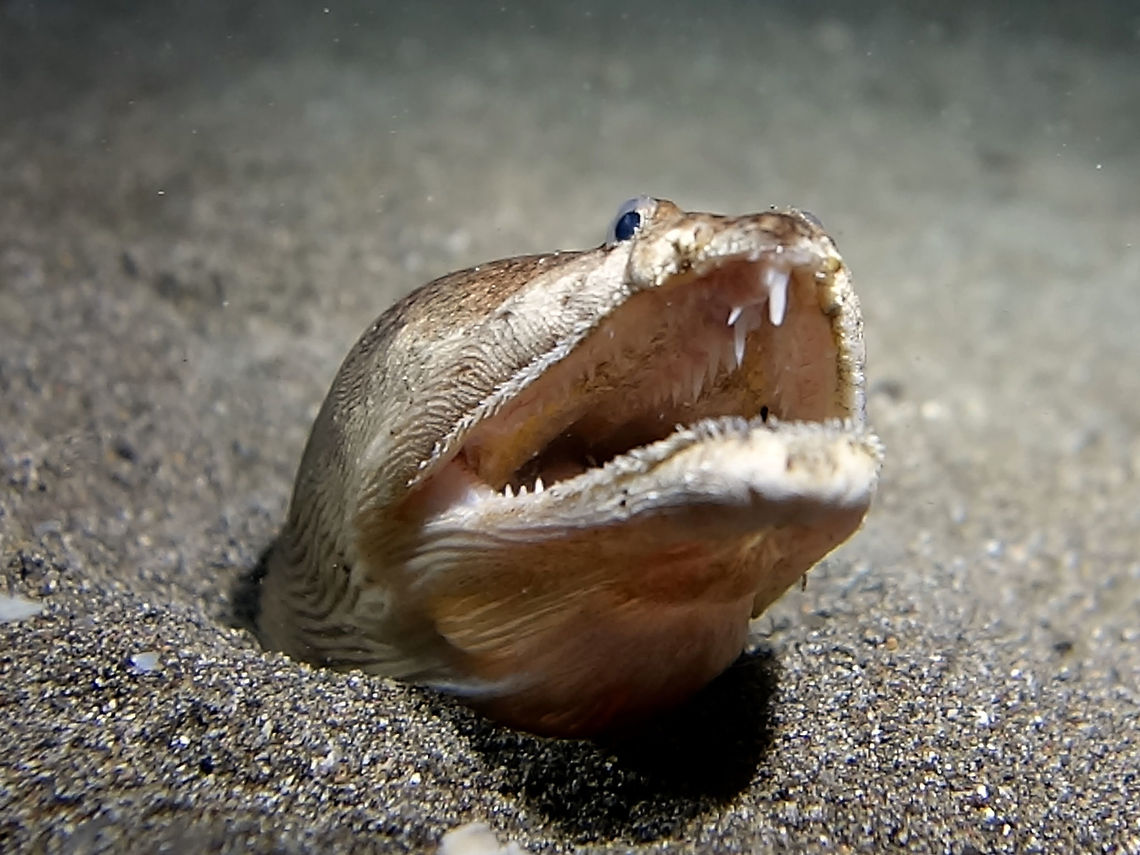 Stargazer Snake Eel - Brachysomophis cirrocheilos The Stargazer Snake Eel - Brachysomophis cirrocheilos is light brown with irregular lighter patches on back and sides; fine black spots on head and a line of white spots on back of head; numerous teeth protrude. Anilao,Batangas,Brachysomophis cirrocheilos,Eel,Geotagged,Philippines,Snake Eel,Spring,Star Gazer Snake Eel