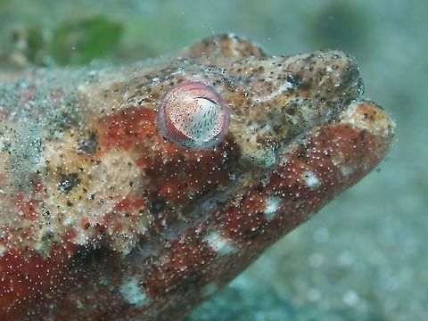 Reptilian Snake Eel - Brachysomophis henshawi The Reptilian Snake Eel - Brachysomophis henshawi is variable from mottled red to yellowish or whitish; head flattened except for an abrupt depression behind eye. Anilao,Batangas,Brachysomophis henshawi,Eel,Geotagged,Philippines,Reptilian snake eel,Snake Eel,Summer