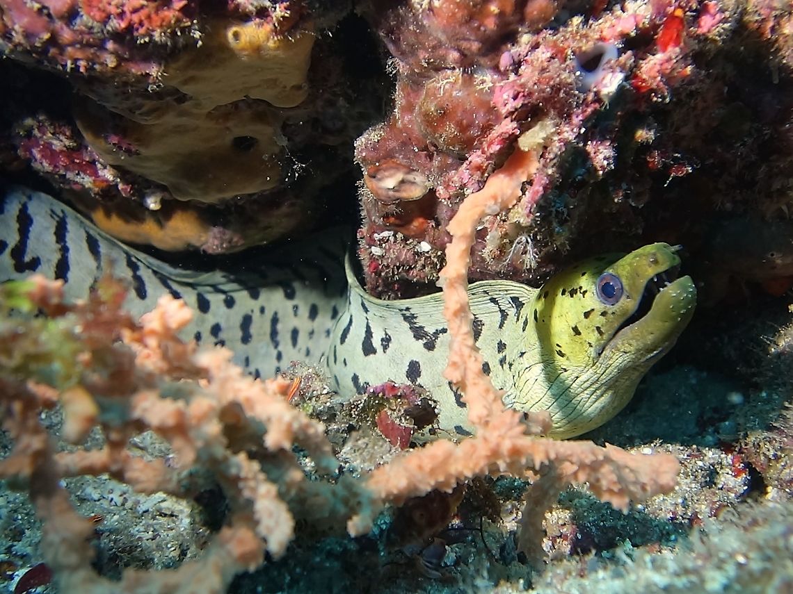 Fimbriated Moray Eel - Gymnothorax fimbriatus  Anilao,Batangas,Eel,Fimbriated moray,Geotagged,Gymnothorax fimbriatus,Moray,Moray Eel,Philippines,Summer