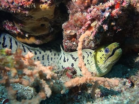 Fimbriated Moray Eel - Gymnothorax fimbriatus  Anilao,Batangas,Eel,Fimbriated moray,Geotagged,Gymnothorax fimbriatus,Moray,Moray Eel,Philippines,Summer