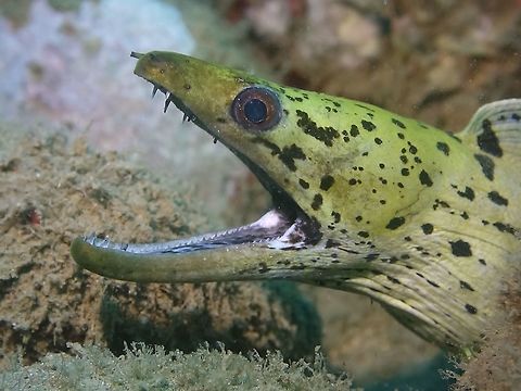 Say, AHHHH Fimbriated Moray Eel, very common among moray eels, they opens their mouth most of the time, I think to 'breath' Anilao,Batangas,Eel,Fall,Fimbriated moray,Geotagged,Gymnothorax fimbriatus,Moray,Moray Eel,Philippines