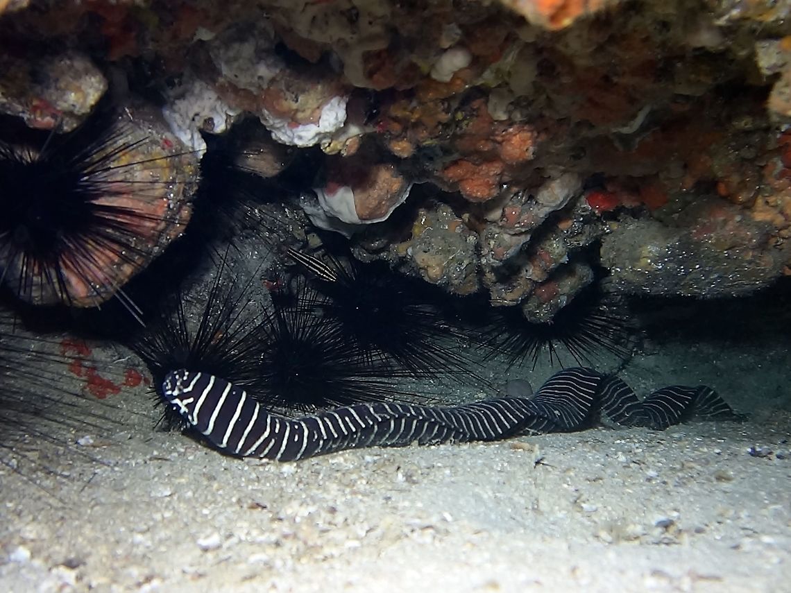 Zebra Moray - Gymnomuraena zebra I think it is a given how this Moray Eel gets its name :D Anilao,Batangas,Eel,Geotagged,Gymnomuraena zebra,Moray Eel,Philippines,Spring,Zebra moray