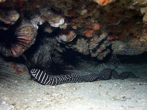 Zebra Moray - Gymnomuraena zebra I think it is a given how this Moray Eel gets its name :D Anilao,Batangas,Eel,Geotagged,Gymnomuraena zebra,Moray Eel,Philippines,Spring,Zebra moray