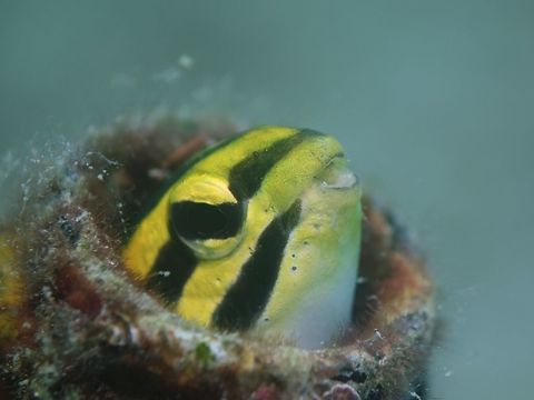 Striped Fangblenny - Meiacanthus grammistes The Striped Fangblenny - Meiacanthus grammistes is white with yellowish head and upper body with 3 black stripes; black edges on dorsal and anal fins, black spots on tail.

Called Fangblenny because they have two large sharp upper teeth like fangs. Anilao,Batangas,Blenny,Fangblenny,Fish,Geotagged,Meiacanthus grammistes,Philippines,Striped Fangblenny,Summer
