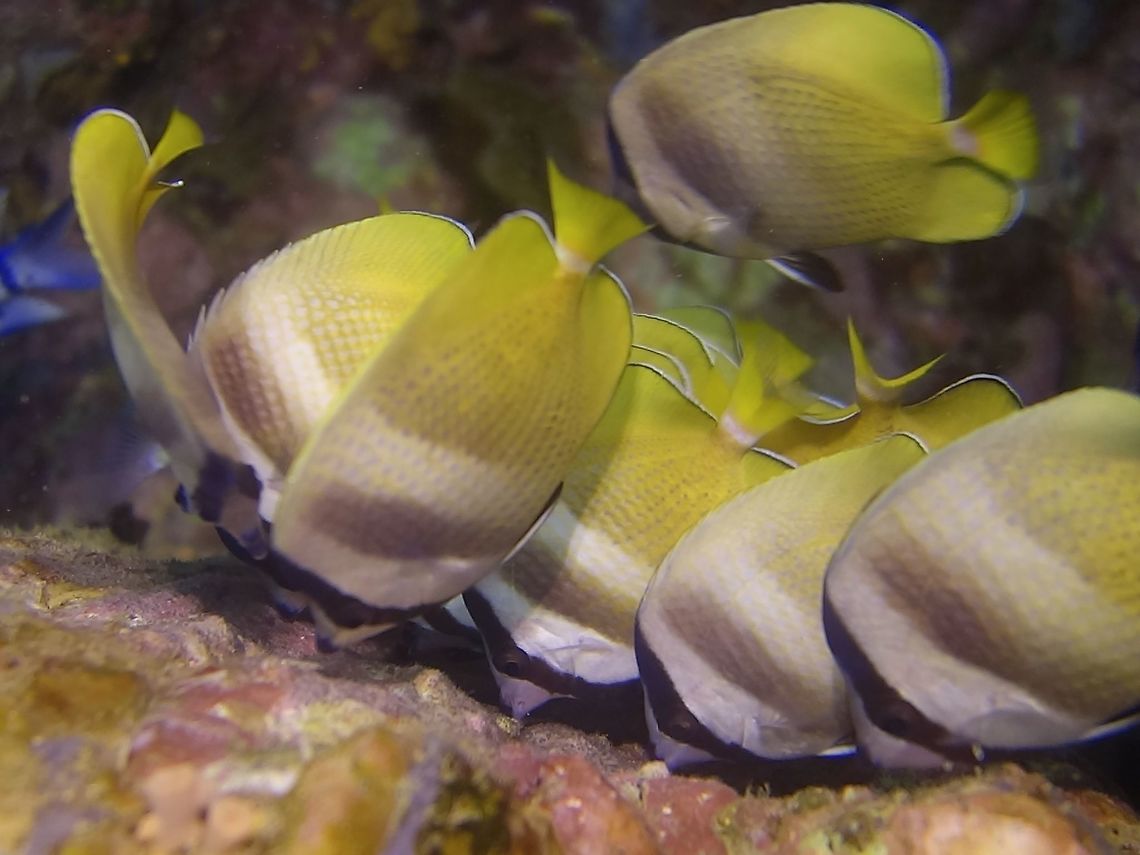 Blacklip Butterflyfish - Chaetodon kleinii The Blacklip Butterflyfish - Chaetodon kleinii is light brown with dirty white head and diffuse central bar, black lip and ventral fins.<br />
<br />
One of the more common Butterfly Fish, can be seen in big numbers as in this picture, they were feeding on the eggs by other fishes that were laid on the rock surface. Anilao,Batangas,Blacklip Butterflyfish,Butterfly Fish,Chaetodon kleinii,Fish,Geotagged,Philippines,Summer