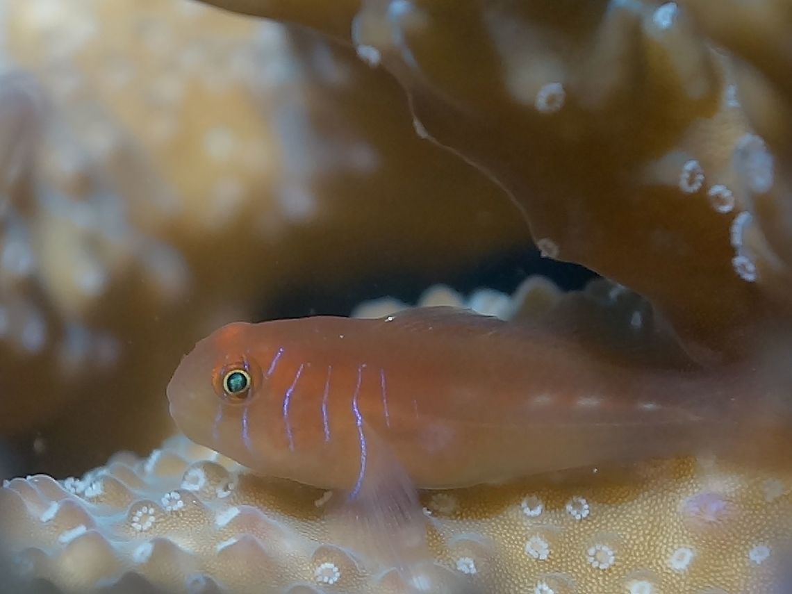 Five-Lined Goby - Gobiodon quinquestrigatus The Five-Lined Goby - Gobiodon quinquestrigatus is dark brown and lighter brown to reddish head with 5 pale blue vertical lines.  They are usually found among branches of Acropora hard corals. Anilao,Batangas,Coral Goby,Fall,Fish,Five-lined coral goby,Geotagged,Gobiodon quinquestrigatus,Goby,Philippines