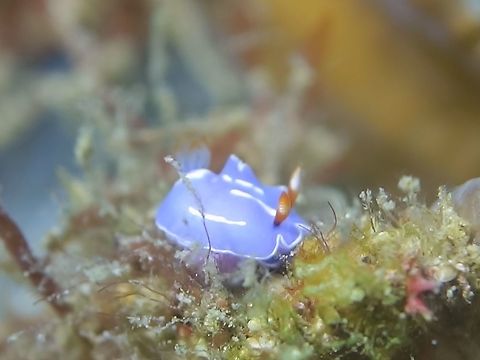 Nudibranch - Mexichromis trilineata  Anilao,Batangas,Geotagged,Mexichromis trilineata,Nudibranch,Philippines,Summer