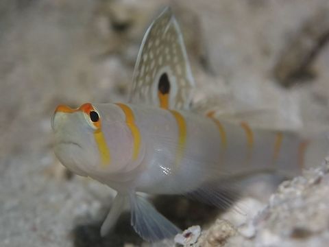 Randall's Shrimp Goby - Amblyeleotris randalli  Amblyeleotris randalli,Anilao,Batanagas,Fall,Geotagged,Goby,Philippines,Randalls Shrimp goby,Shrimp Goby
