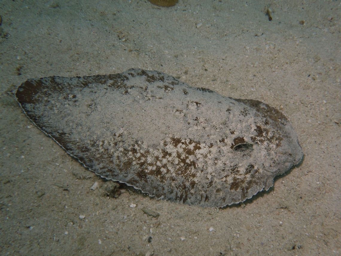 Margined Sole - Synaptura marginata The Margined Sole - Synaptura marginata is blotchy brown with white edging or tips on fin rays around head and body; clusters of hair-like skin flaps on upper surface of body. Anilao,Batangas,Fish,Geotagged,Margined Sole,Philippines,Sole,Spring,Synaptura marginata