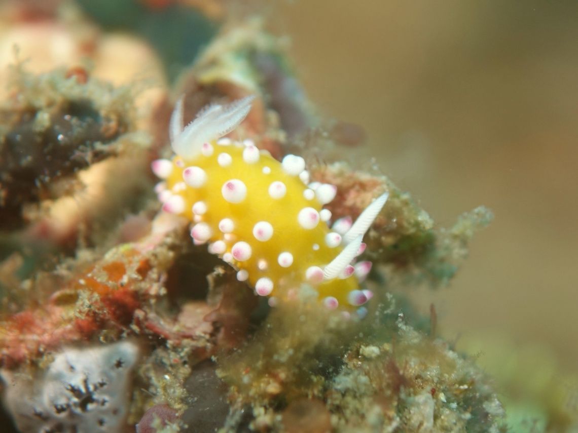 Nudibranch - Cadlinella ornatissima  Anilao,Batangas,Cadlinella ornatissima,Geotagged,Nudibranch,Philippines,Spring