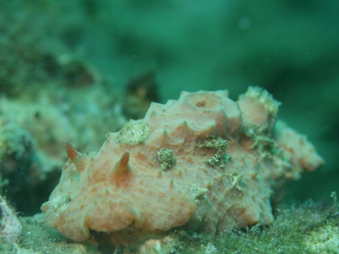 Nudibranch - Sclerodoris tuberculata                                 Anilao,Batangas,Geotagged,Nudibranch,Philippines,Sclerodoris tuberculata,Spring
