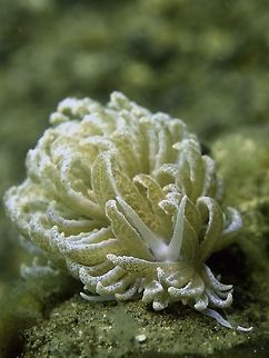 Nudibranch - Phyllodesmium hyalinum  Anilao,Batangas,Geotagged,Nudibranch,Philippines,Phyllodesmium hyalinum,Spring