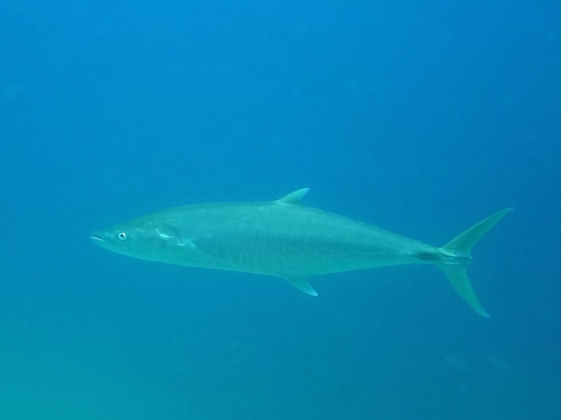Wahoo - Acanthocybium solandri The Wahoo - Acanthocybium solandri is silver in colour; long slender body with dorsal and anal finlets and elongate pointed snout; occasionally display wavy-bar pattern. Acanthocybium solandri,Anilao,Batangas,Fish,Geotagged,Philippines,Spring,Wahoo