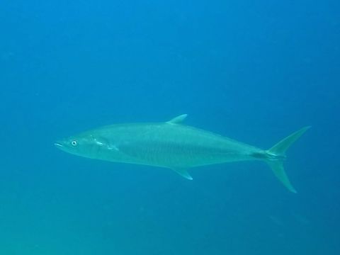 Wahoo - Acanthocybium solandri The Wahoo - Acanthocybium solandri is silver in colour; long slender body with dorsal and anal finlets and elongate pointed snout; occasionally display wavy-bar pattern. Acanthocybium solandri,Anilao,Batangas,Fish,Geotagged,Philippines,Spring,Wahoo