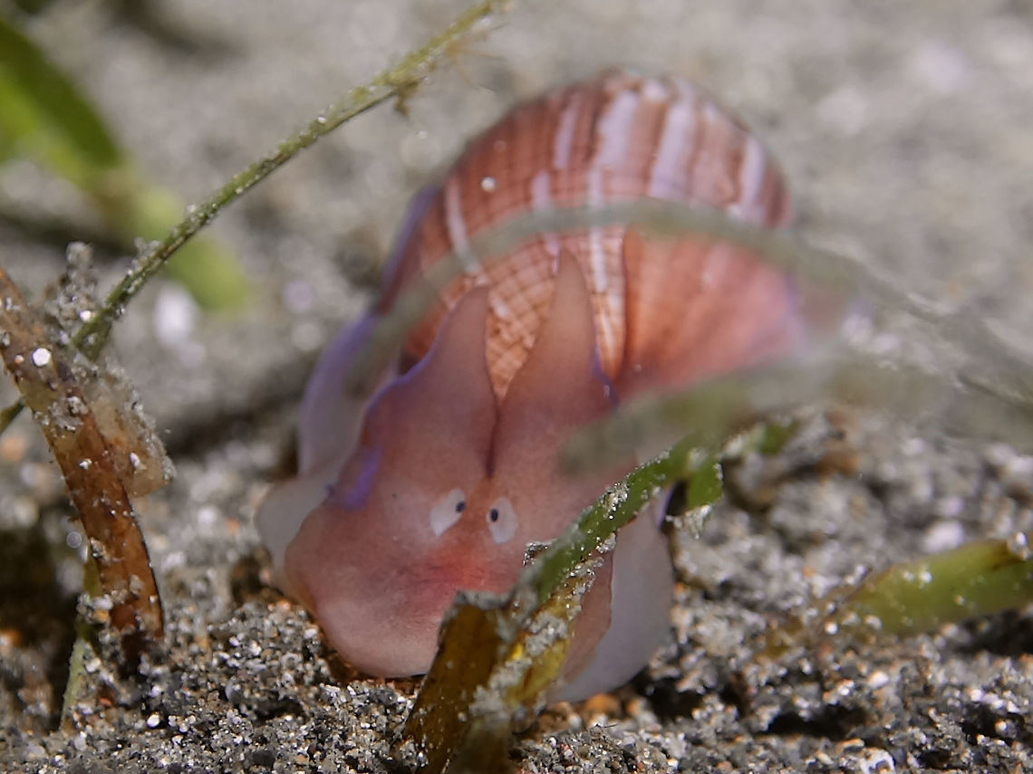 Caught in the act! This juvenile White Nut Sheath Bubble Snail - Atys naucum seems to have an expression of surprised or &#039;caught&#039; doing something :D Anilao,Atys naucum,Batangas,Bubble Snail,Geotagged,Philippines,Snail,Spring