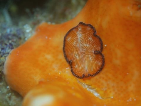 Flatworm - Pseudobiceros fulgor Saw this Flatworm - Pseudobiceros fulgor on some hard corals, its colour of brownish/orange makes it camouflage well on the coral but its dark edges kind of gives it away. Anilao,Batangas,Flatworm,Geotagged,Philippines,Pseudobiceros fulgor,Spring
