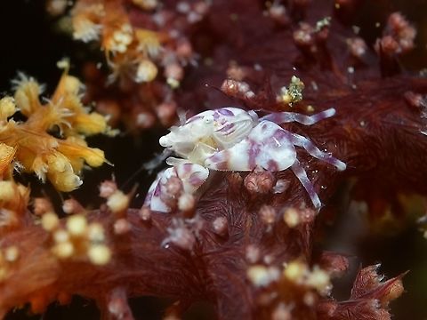 Soft Coral Porcelain Crab - Lissoporcellana nakasonei  Anilao,Batangas,Crab,Geotagged,Lissoporcellana nakasonei,Philippines,Porcelain Crab,Soft Coral Porcelain Crab,Spring
