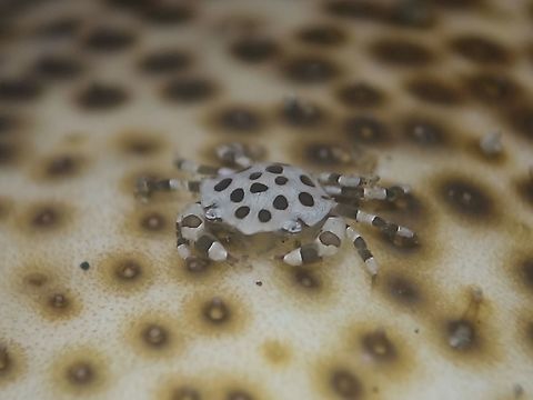 Sea Cucumber Crab - Lissocarcinus orbicularis This Sea Cucumber Crab - Lissocarcinus orbicularis are small in size, around 2 cm carapace size.  Their shell is white in colour with red/brown spots, making them well camouflage on their host Sea Cucumber.

They will even hide in the anus of the Sea Cucumber for further protection!  Talk about a shitty life! :D Anilao,Batangas,Crab,Geotagged,Lissocarcinus orbicularis,Philippines,Red-spotted white crab,Sea Cucumber Crab,Summer