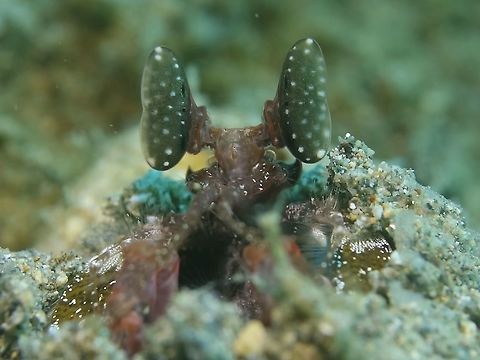 Giant/Zebra Mantis - Lysiosquilla scabricauda This Giant/Zebra Mantis - Lysiosquilla scabricauda are usually seen with their head peeking out from a hole from the sea bottom where they waits for their prey to swim past. Anilao,Batangas,Geotagged,Lysiosquillina maculata,Philippines,Zebra mantis shrimp,spring