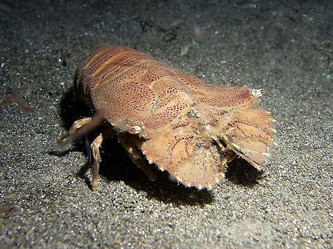 Slipper Lobster - Thenus orientalis  Anilao,Batangas,Geotagged,Lobster,Philippines,Slipper Lobster,Spring,Thenus orientalis