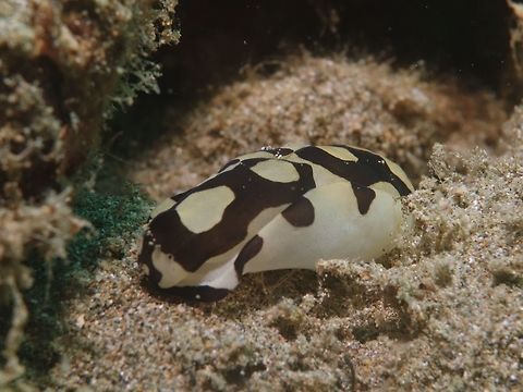 Pilsbryi Head Shield Slug