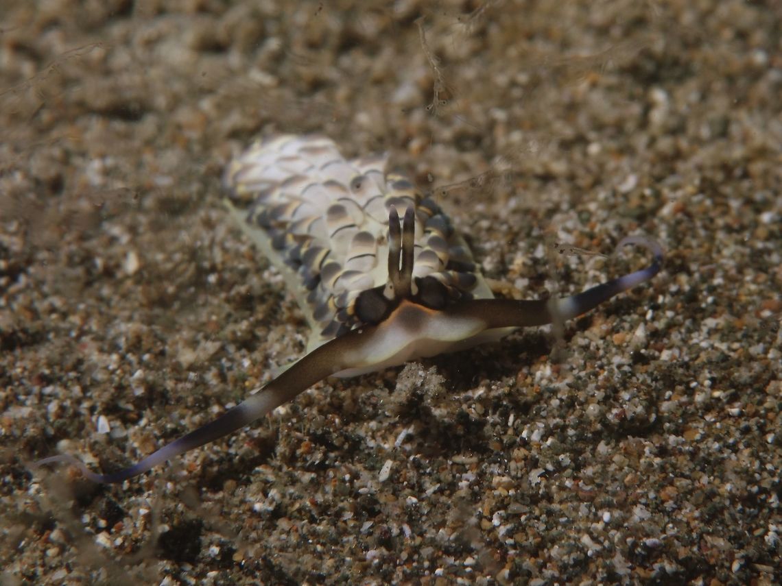 Sea Slug - Cerberilla ambonensis  Anilao,Batangas,Cerberilla ambonensis,Geotagged,Philippines,Sea Slug,Slug,Spring