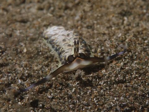 Sea Slug - Cerberilla ambonensis  Anilao,Batangas,Cerberilla ambonensis,Geotagged,Philippines,Sea Slug,Slug,Spring